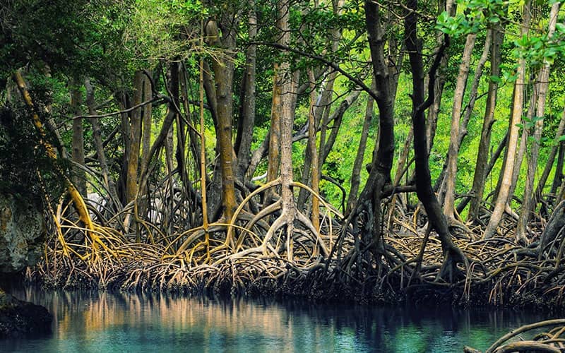 International Day for the Conservation of the Mangrove Ecosystem